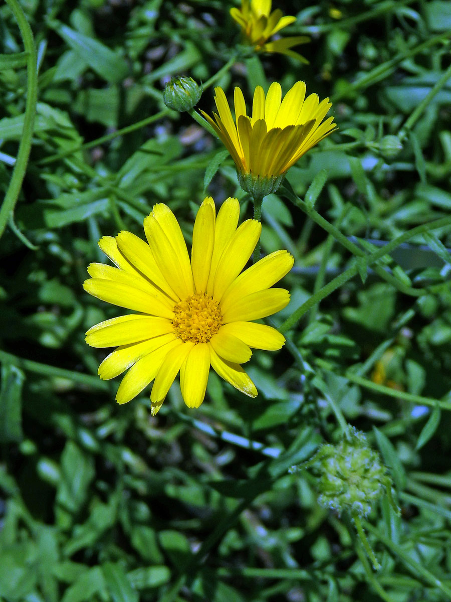 Měsíček (Calendula maroccana (Ball) B. D. Jacks.)