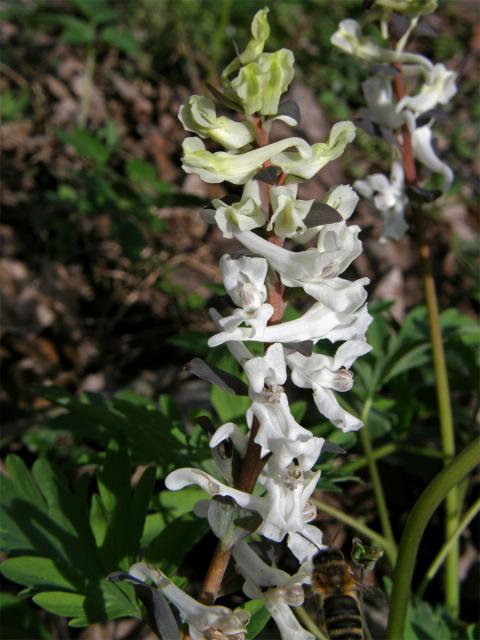 Dymnivka dutá (Corydalis cava (L.) Schweigger et Koerte)