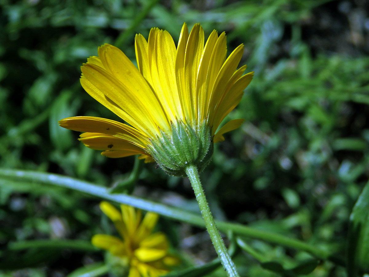 Měsíček (Calendula maroccana (Ball) B. D. Jacks.)