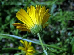 Měsíček (Calendula maroccana (Ball) B. D. Jacks.)