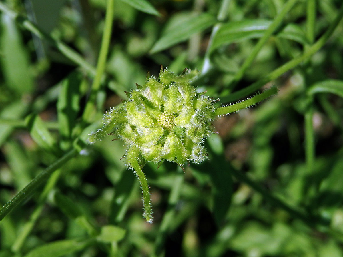 Měsíček (Calendula maroccana (Ball) B. D. Jacks.)