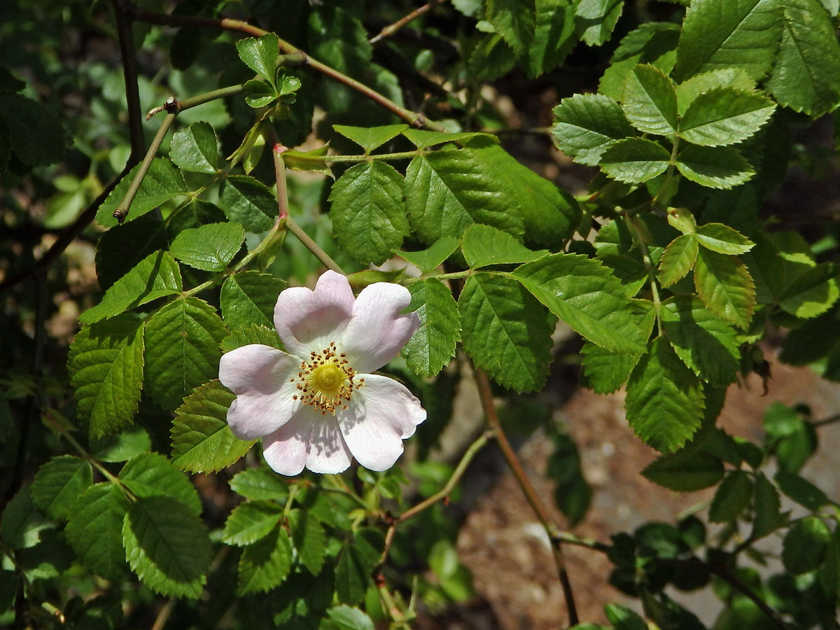 Růže polní (Rosa agrestis Savi)