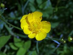 Pryskyřník prudký (Ranunculus acris L.) - květ s osmi korunnímí lístky (2)