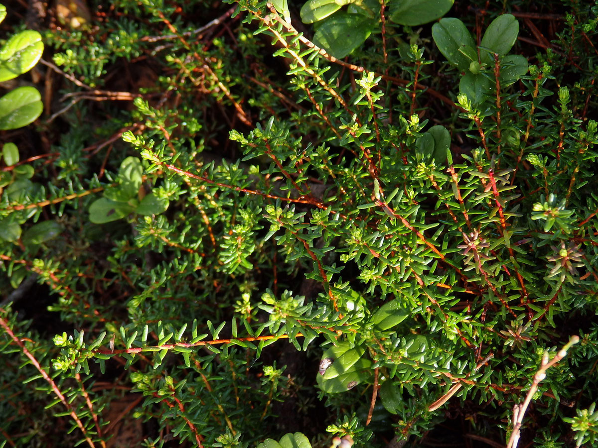 Šicha černá (Empetrum nigrum L.)