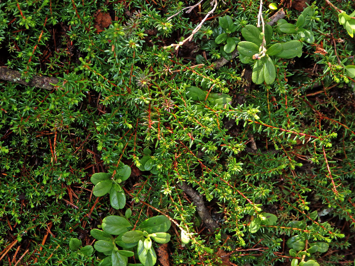 Šicha černá (Empetrum nigrum L.)