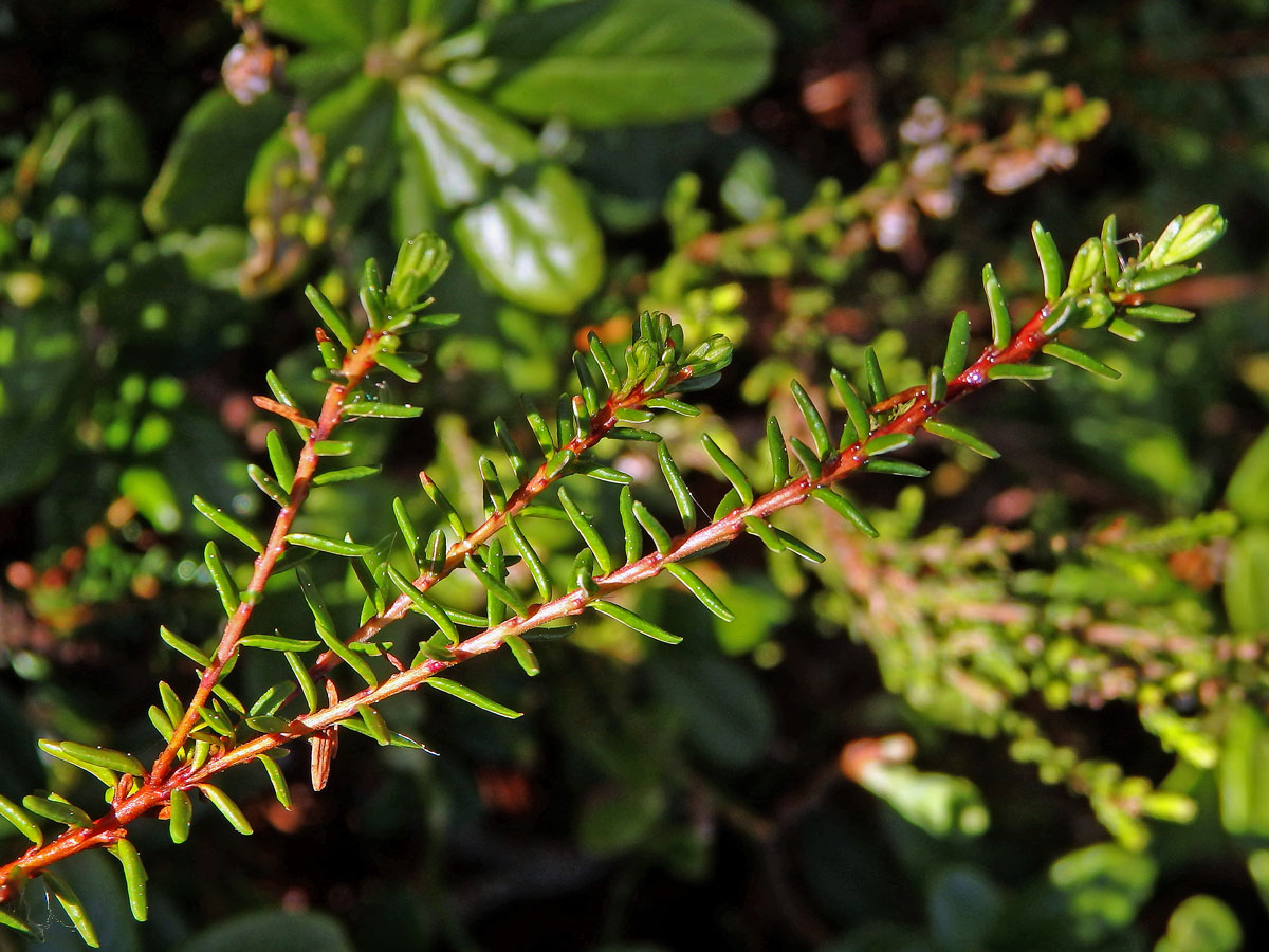 Šicha černá (Empetrum nigrum L.)