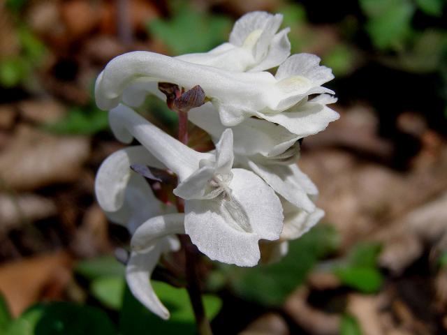 Dymnivka dutá (Corydalis cava (L.) Schweigger et Koerte)