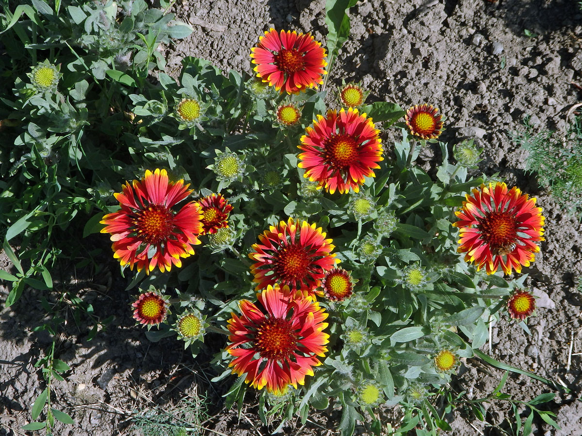 Kokarda sličná (Gaillardia pulchella Foug.)