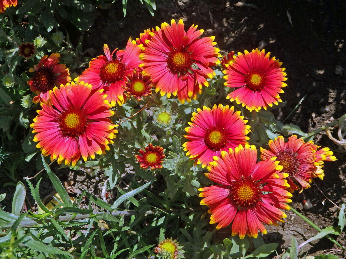 Kokarda sličná (Gaillardia pulchella Foug.)