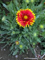 Kokarda sličná (Gaillardia pulchella Foug.)