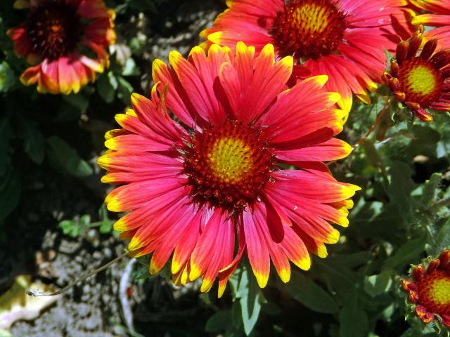 Kokarda sličná (Gaillardia pulchella Foug.)