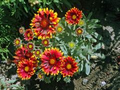 Kokarda sličná (Gaillardia pulchella Foug.)