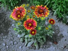 Kokarda sličná (Gaillardia pulchella Foug.)