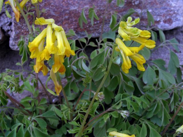 Dymnivka žlutá (Corydalis lutea (L.) DC.)