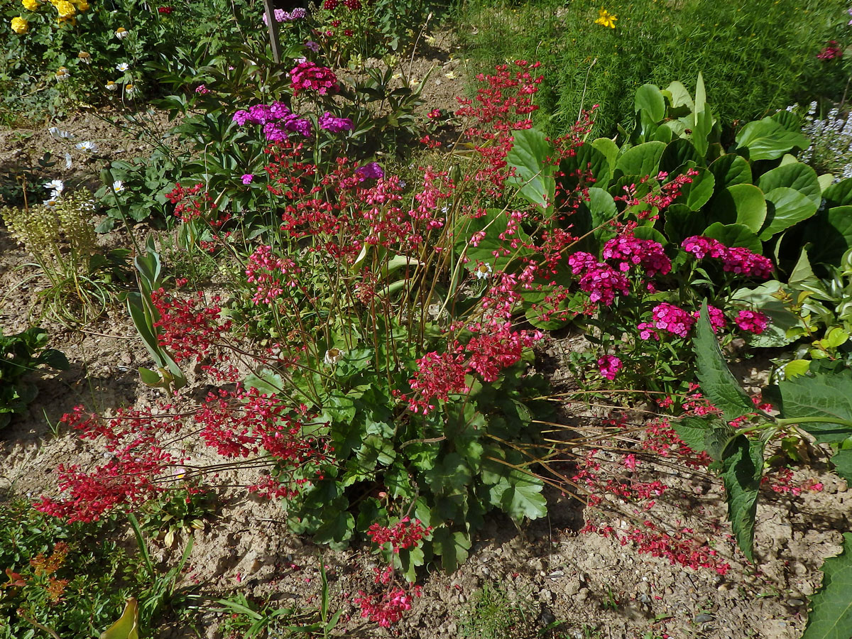 Dlužicha krvavá (Heuchera sanguinea Engelm.)