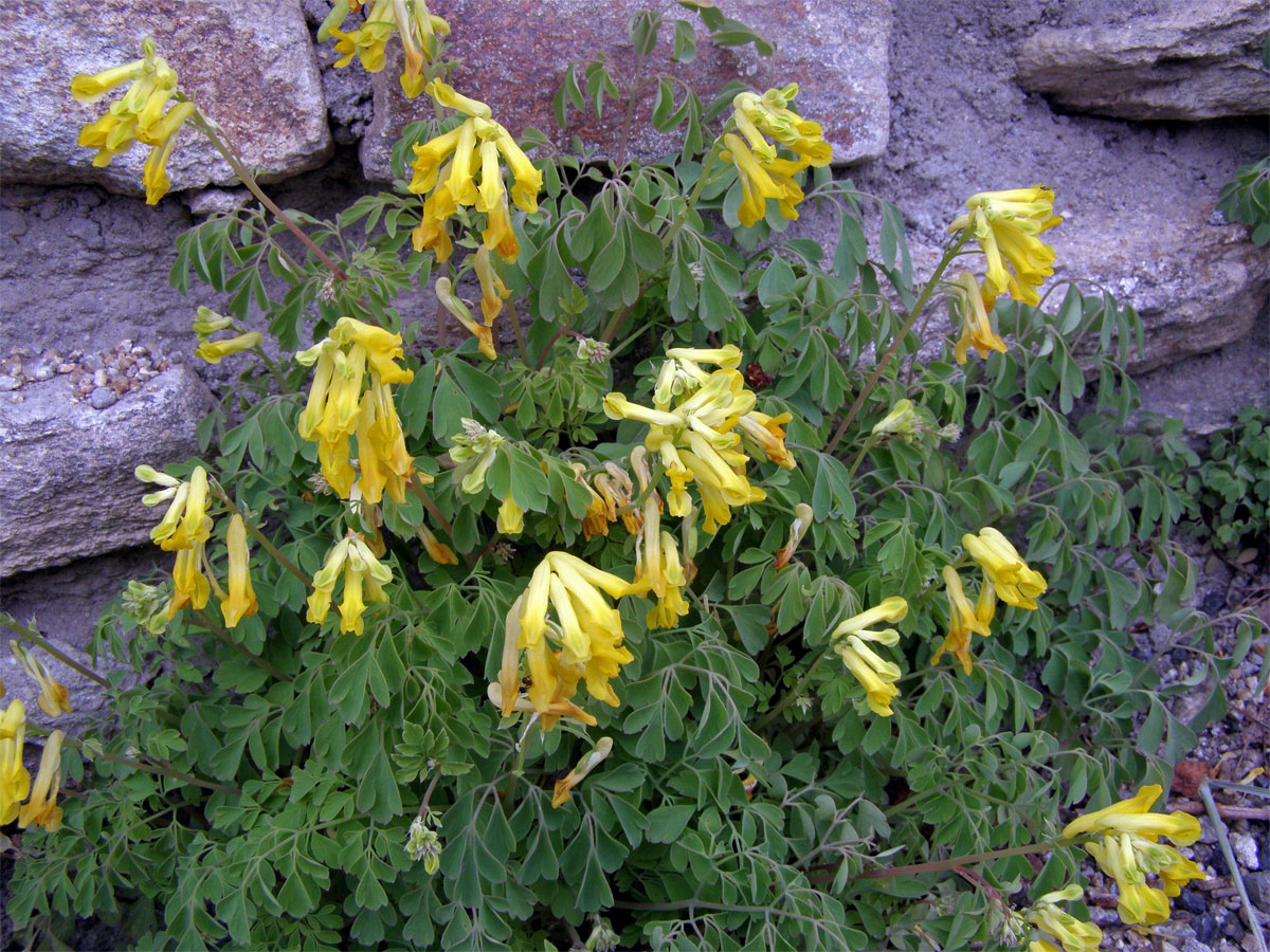 Dymnivka žlutá (Corydalis lutea (L.) DC.)