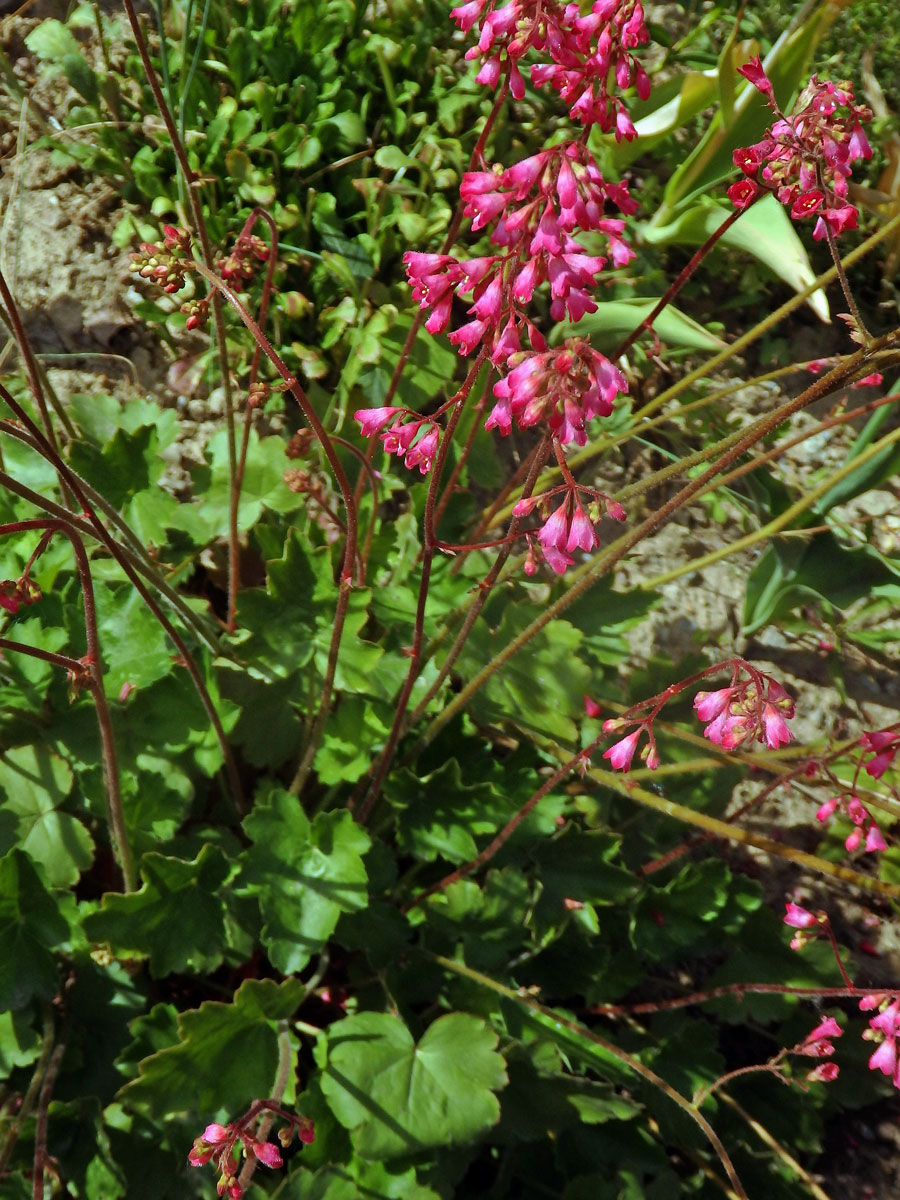 Dlužicha krvavá (Heuchera sanguinea Engelm.)