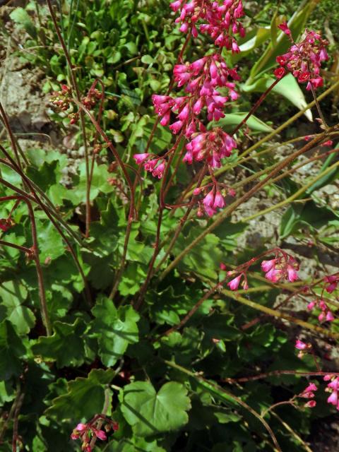 Dlužicha krvavá (Heuchera sanguinea Engelm.)