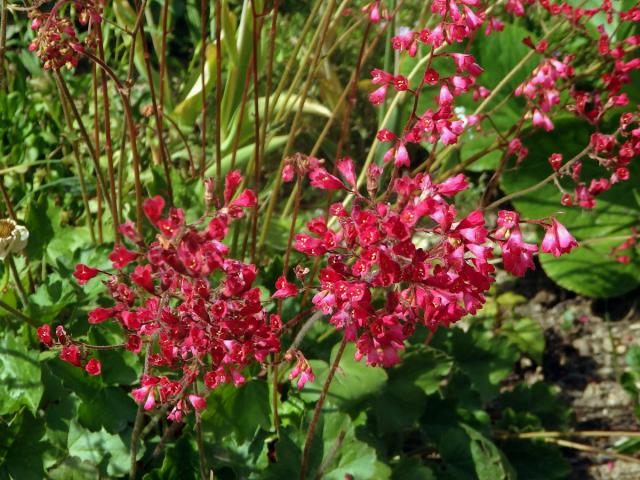 Dlužicha krvavá (Heuchera sanguinea Engelm.)