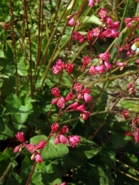 Dlužicha krvavá (Heuchera sanguinea Engelm.)