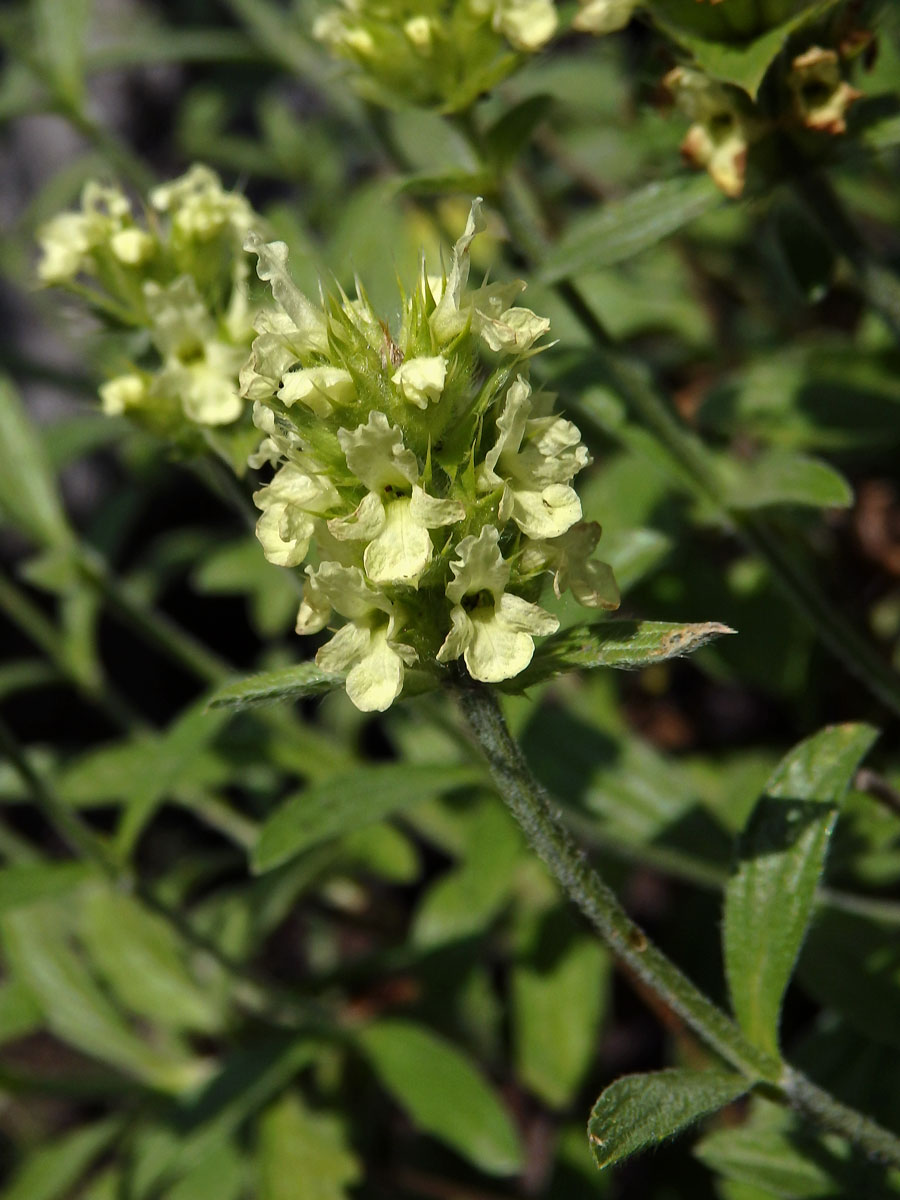 Hojník (Sideritis glacialis Boiss.)