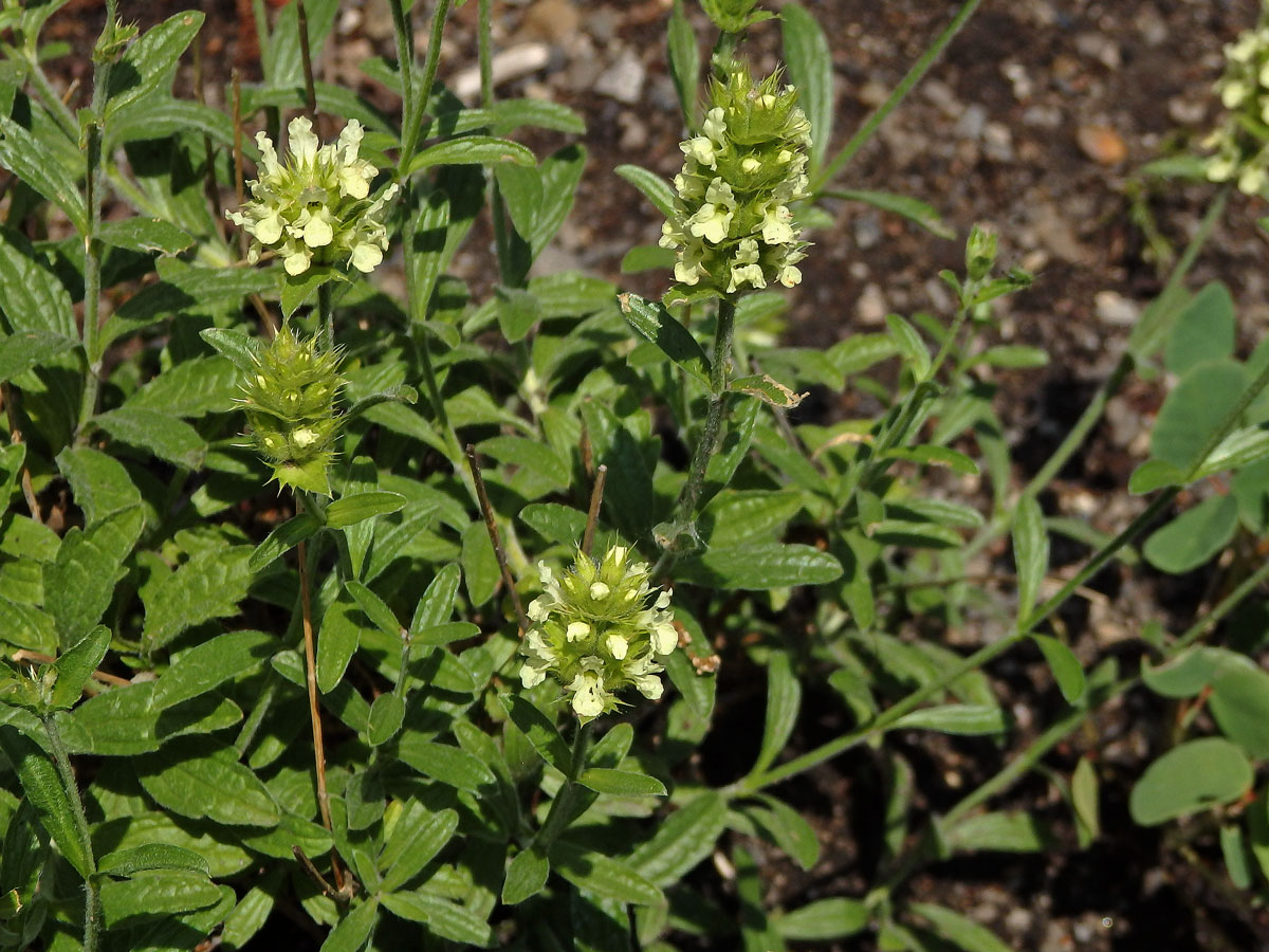 Hojník (Sideritis glacialis Boiss.)