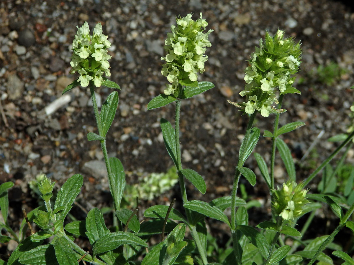 Hojník (Sideritis glacialis Boiss.)