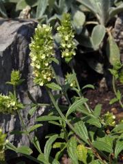 Hojník (Sideritis glacialis Boiss.)