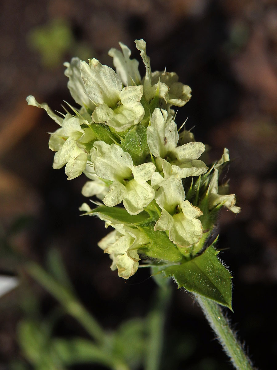 Hojník (Sideritis glacialis Boiss.)