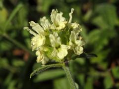 Hojník (Sideritis glacialis Boiss.)