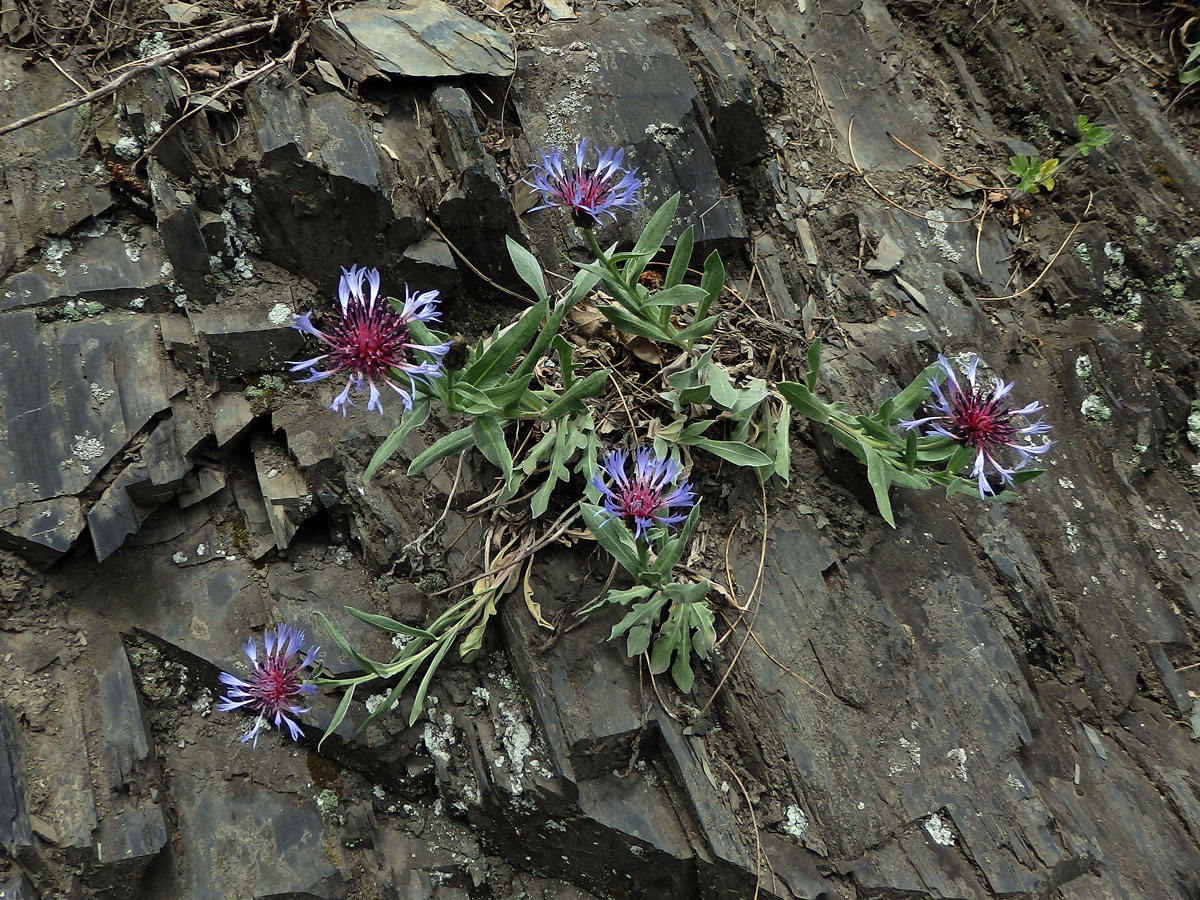 Chrpa chlumní (Centaurea triumfettii All.)