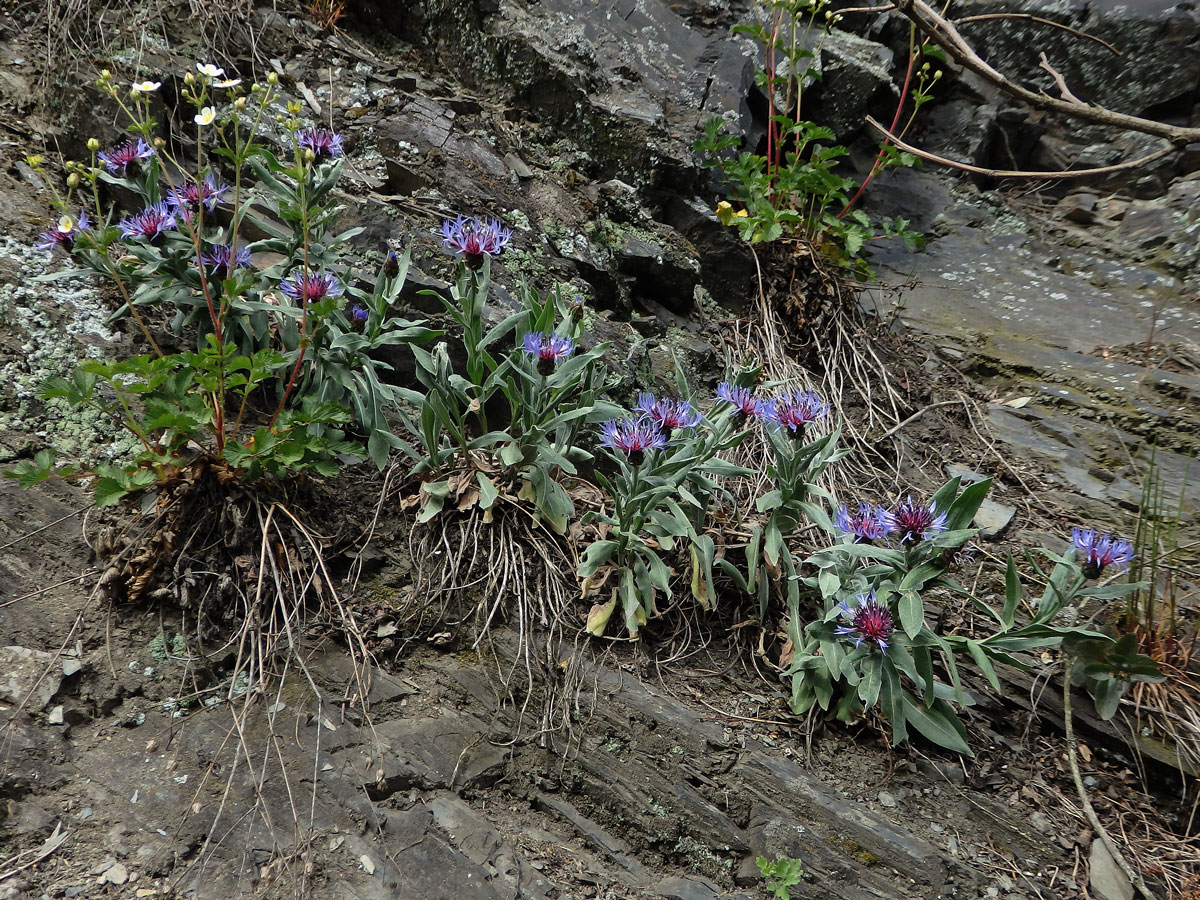 Chrpa chlumní (Centaurea triumfettii All.)