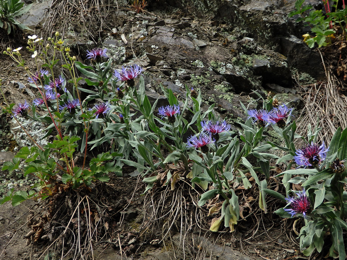 Chrpa chlumní (Centaurea triumfettii All.)