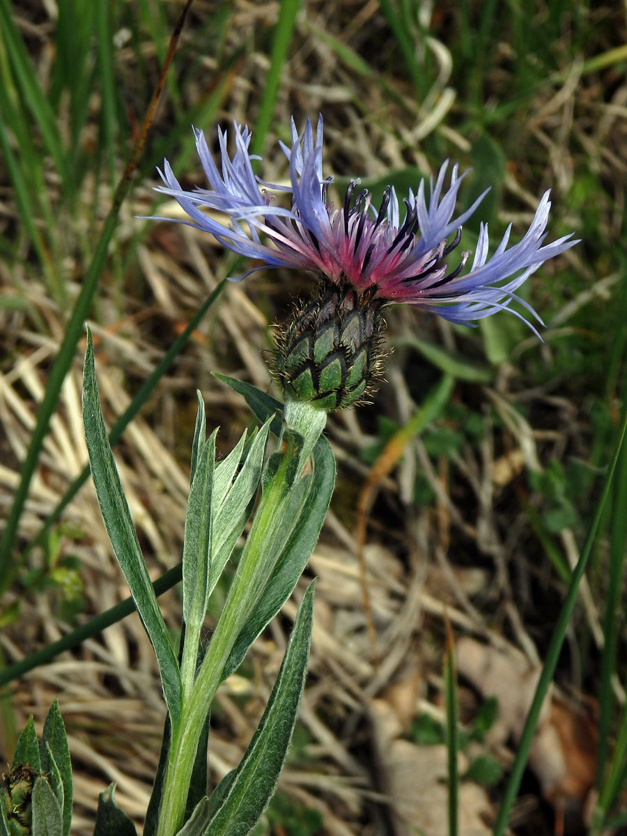 Chrpa chlumní (Centaurea triumfettii All.)