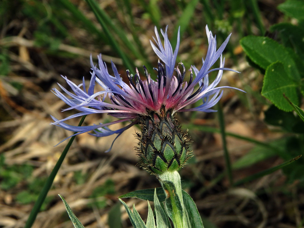 Chrpa chlumní (Centaurea triumfettii All.)