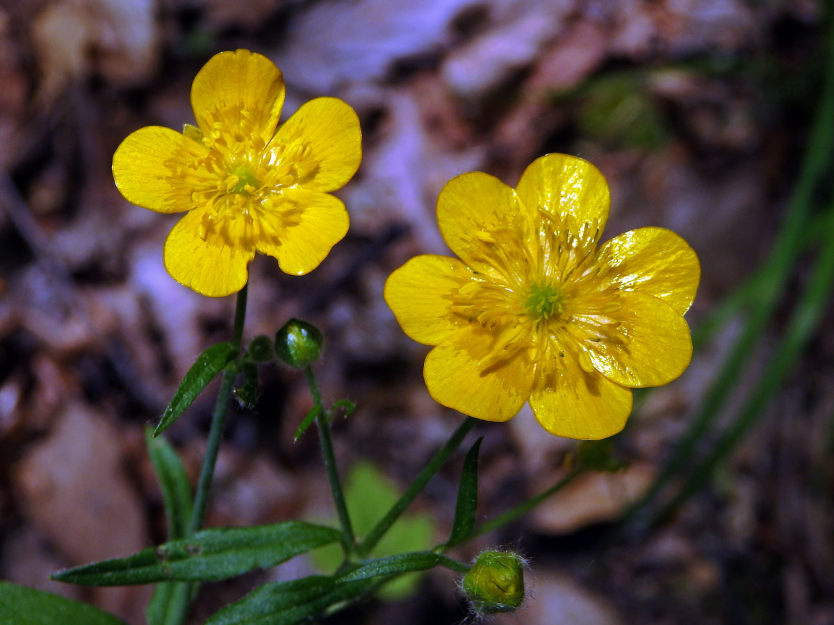 Pryskyřník hajní (Ranunculus nemorosus DC.), sedmičetný květ (3a)