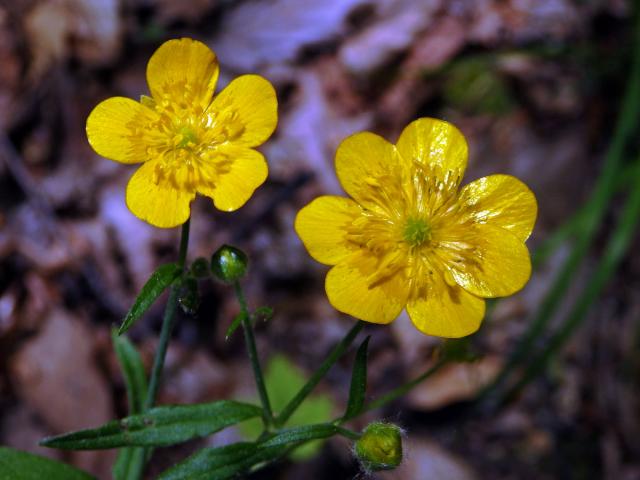 Pryskyřník hajní (Ranunculus nemorosus DC.), sedmičetný květ (3a)