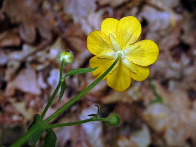 Pryskyřník hajní (Ranunculus nemorosus DC.), sedmičetný květ (3b)