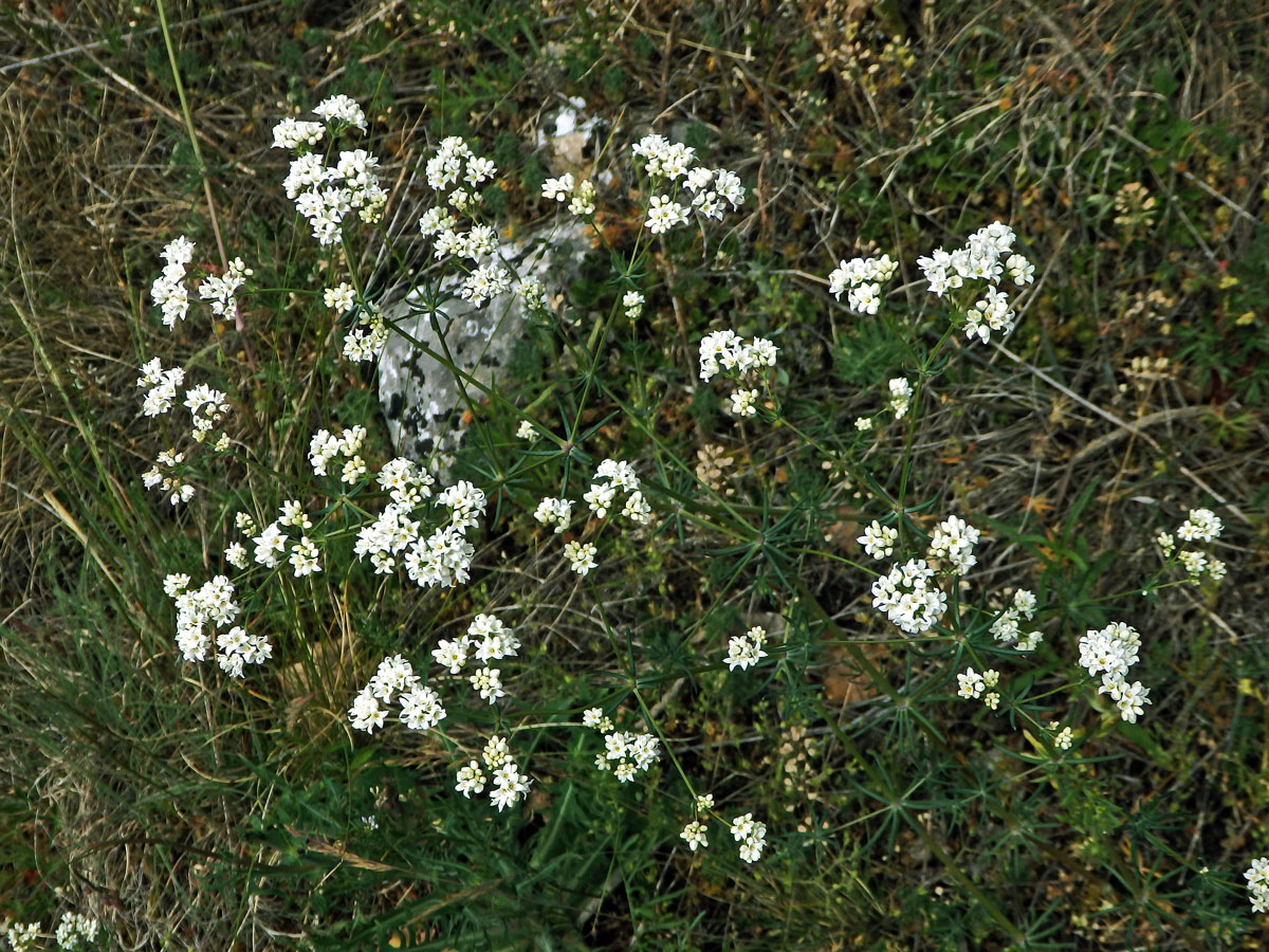 Mařinka barvířská (Asperula tinctoria L.)