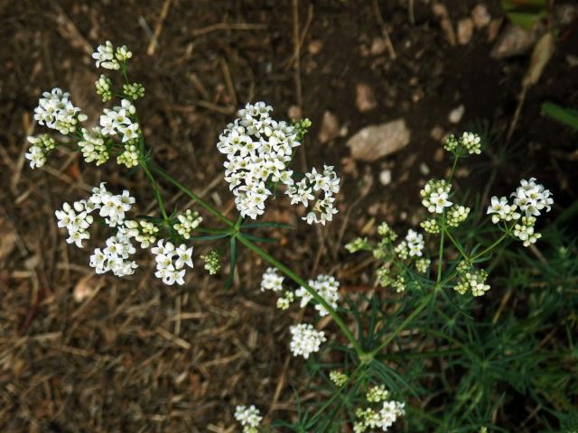 Mařinka barvířská (Asperula tinctoria L.)