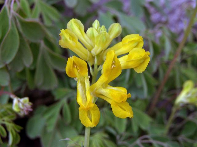 Dymnivka žlutá (Corydalis lutea (L.) DC.)