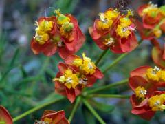 Pryšec chvojka (Euphorbia cyparissias L.)