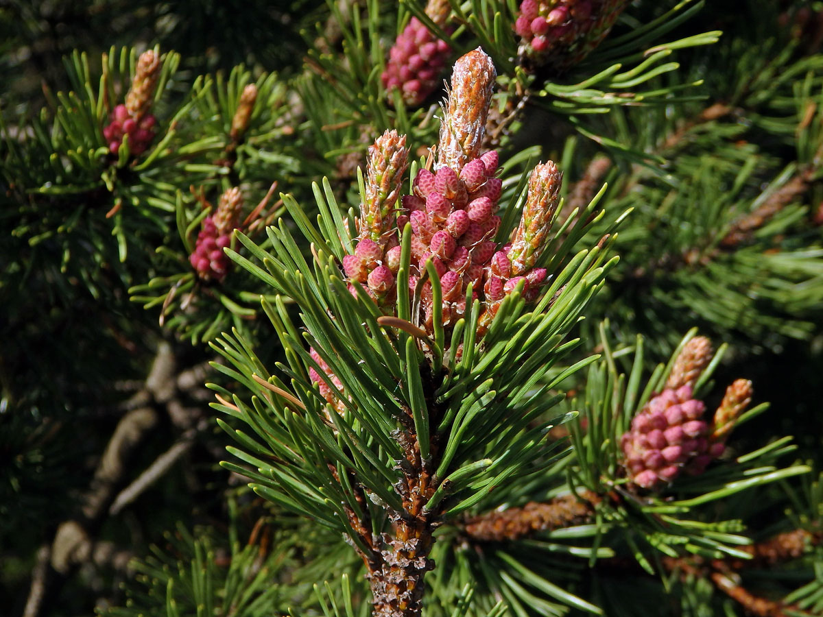 Borovice blatka (Pinus mugo nothosubsp. rotundata  (Link) Janchen & Neumayer)