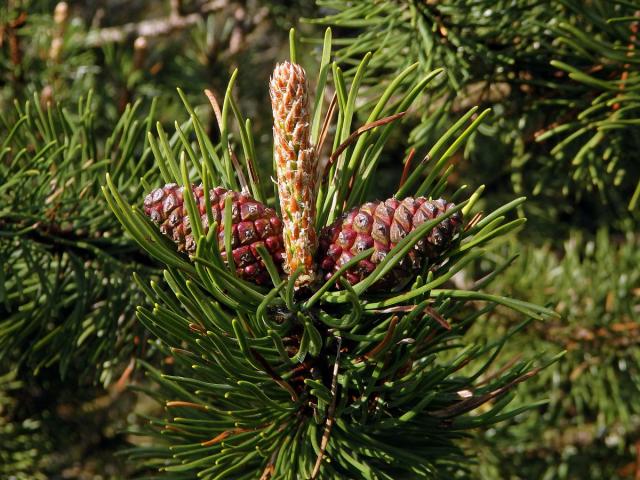 Borovice blatka (Pinus mugo nothosubsp. rotundata  (Link) Janchen & Neumayer)