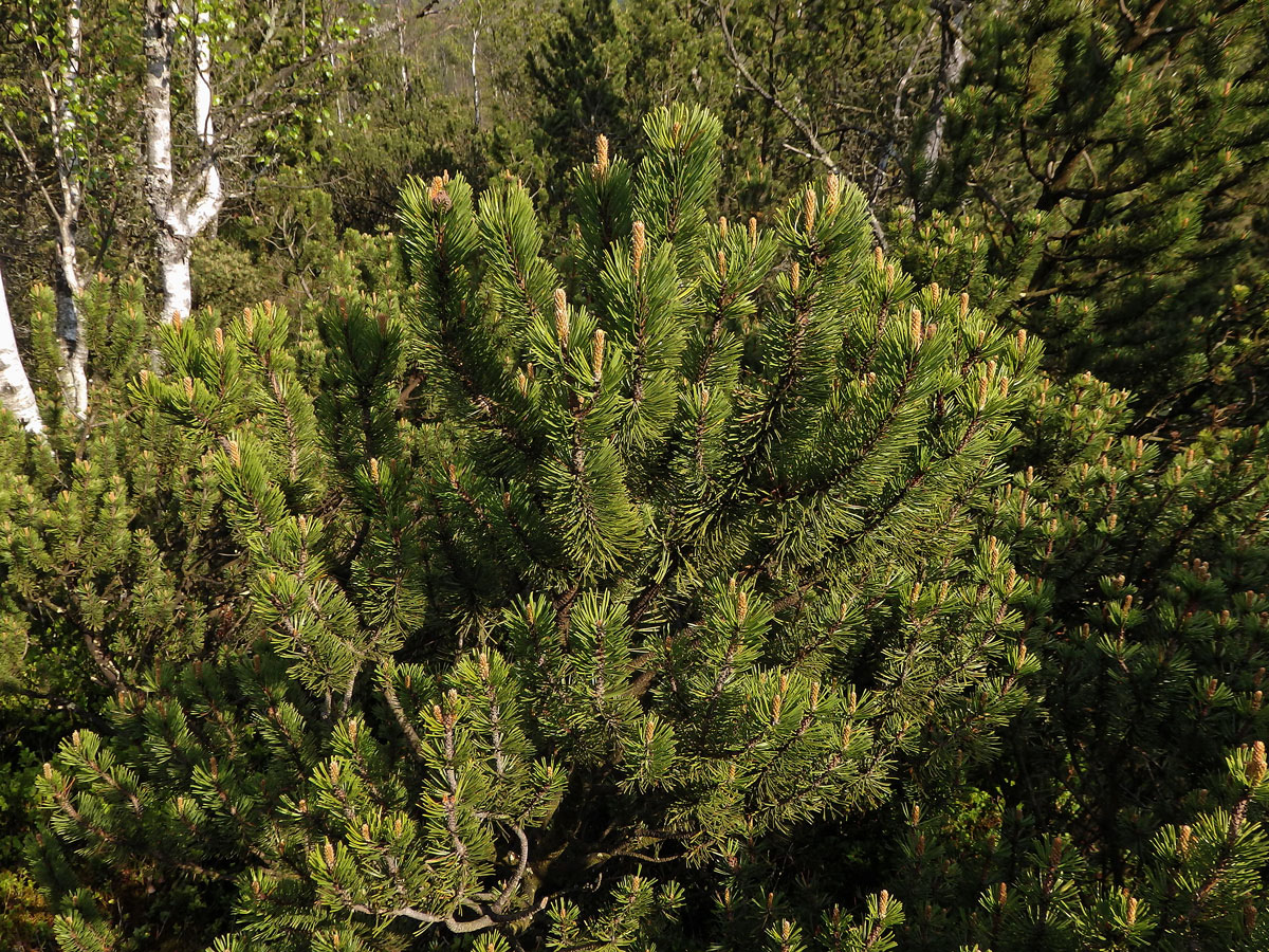 Borovice blatka (Pinus mugo nothosubsp. rotundata  (Link) Janchen & Neumayer)