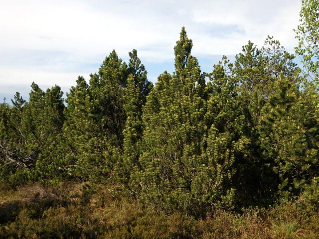 Borovice blatka (Pinus mugo nothosubsp. rotundata  (Link) Janchen & Neumayer)