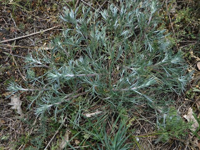 Pelyněk ladní (Artemisia campestris L.)