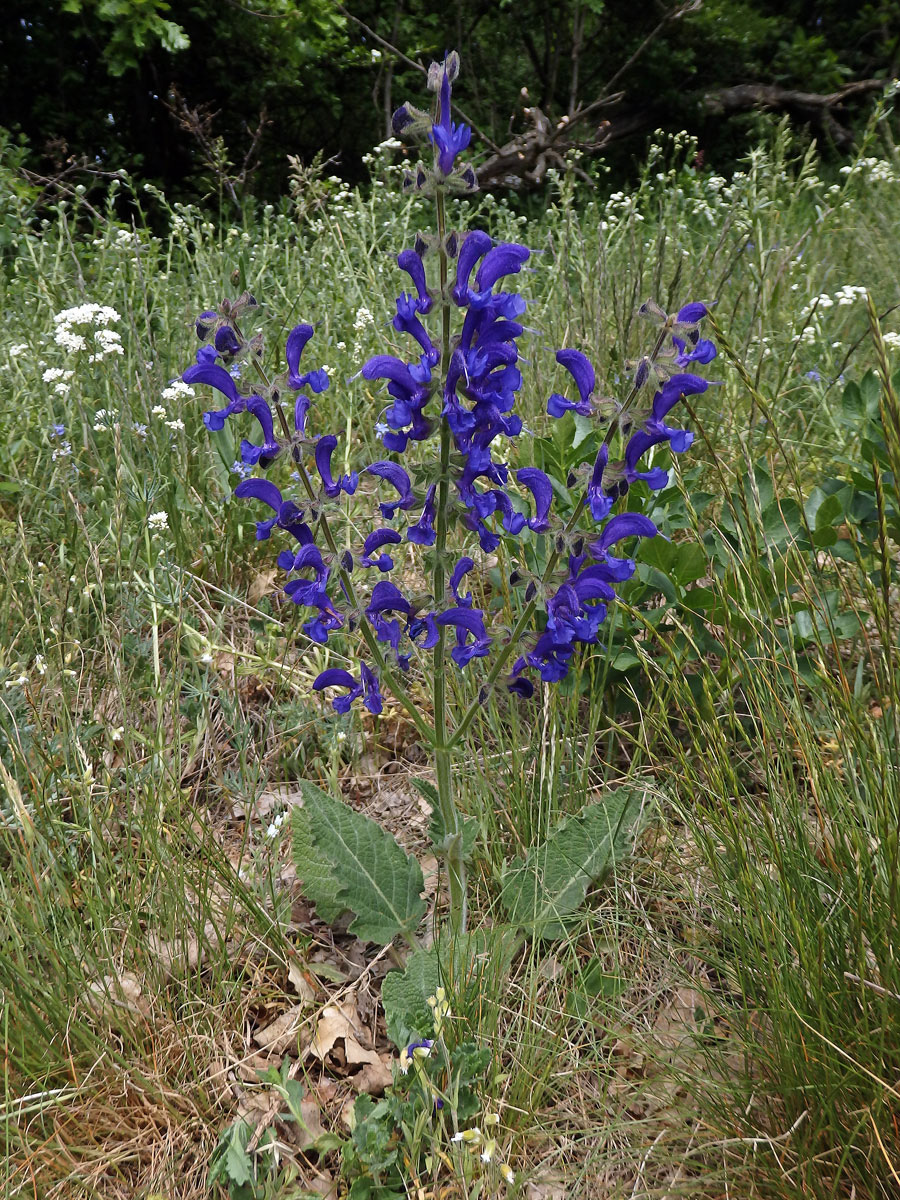 Šalvěj luční (Salvia pratensis L.)