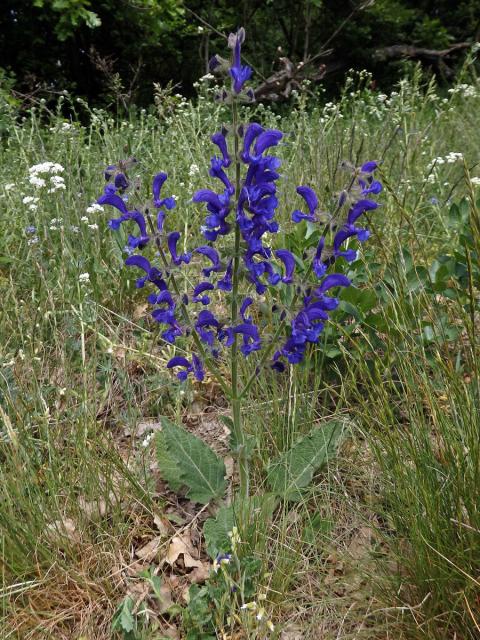 Šalvěj luční (Salvia pratensis L.)