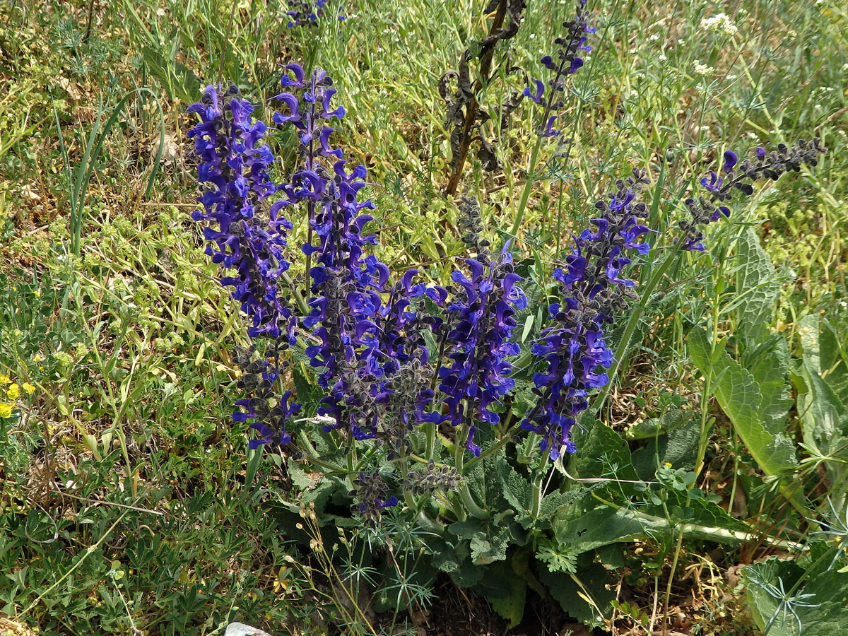 Šalvěj luční (Salvia pratensis L.)